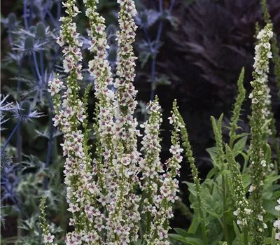 Chaix Königskerze 'Wedding Candles' Chaix Königskerze 'Wedding Candles'
