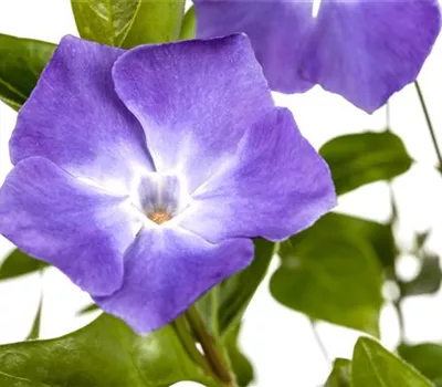 Kleines Garten-Immergrün 'Bowles'