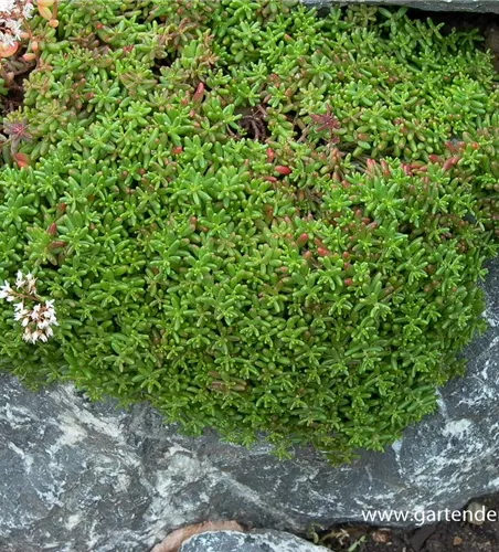 Sedum album 'Murale' Sedum album 'Murale'