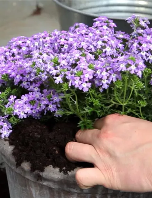 Eisenkraut - Einpflanzen in ein Gefäß