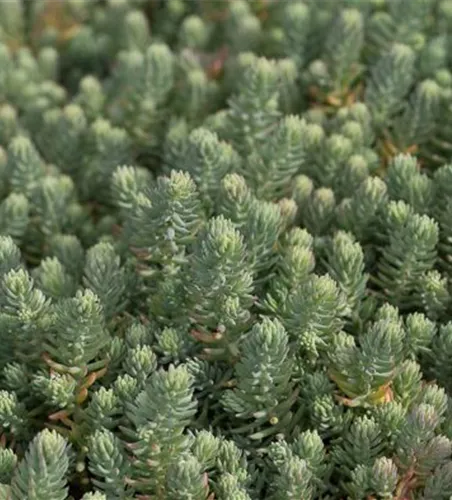 Sedum reflexum Sedum reflexum
