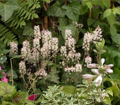 Zipfelblättrige Garten-Schaumblüte