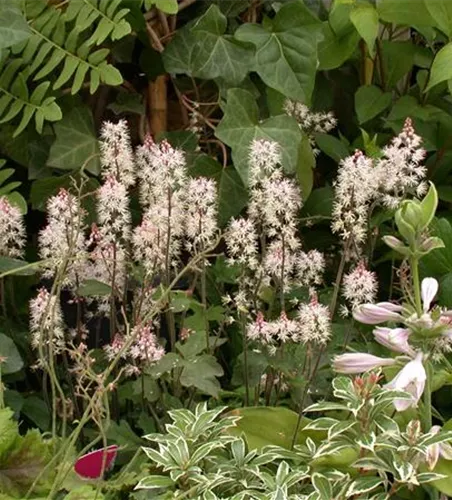 Zipfelblättrige Garten-Schaumblüte Zipfelblättrige Garten-Schaumblüte