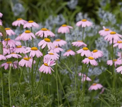 Bunte Garten-Margerite 'Robinsons Rosa'