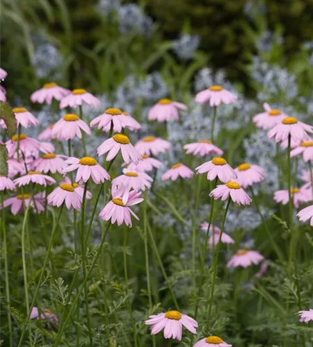 Bunte Garten-Margerite 'Robinsons Rosa' Bunte Garten-Margerite 'Robinsons Rosa'