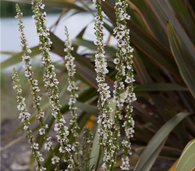 Weißblühende Garten-Königskerze Weißblühende Garten-Königskerze