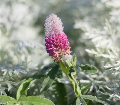 Purpur-Klee 'Red Feather'