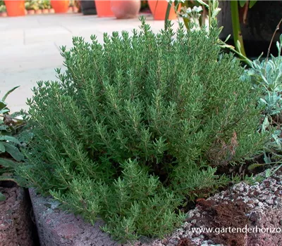 Gedrungener Garten-Thymian Gedrungener Garten-Thymian