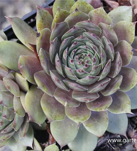 Garten-Dachwurz 'Noir' Garten-Dachwurz 'Noir'