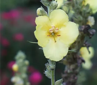 Kandelaber-Königskerze Kandelaber-Königskerze