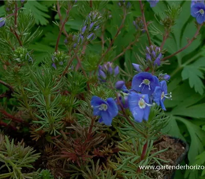 Armenischer Ehrenpreis Armenischer Ehrenpreis