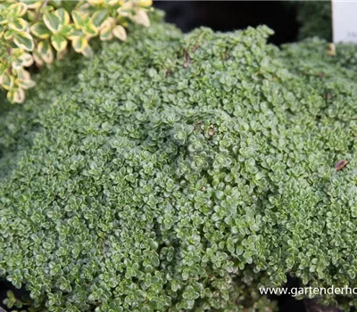 Zwergiger Garten-Thymian 'Minor'