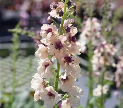 Purpurblütige Königskerze Purpurblütige Königskerze