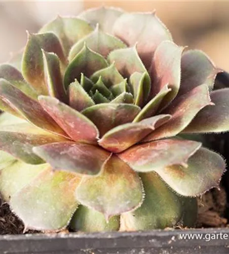 Hauswurz 'Faraon' Hauswurz 'Faraon'