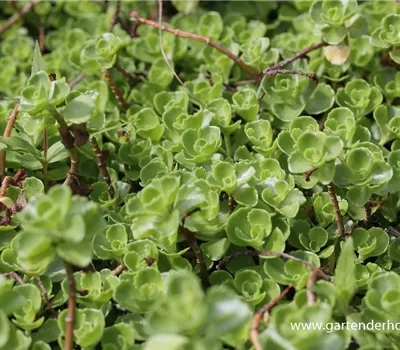 Garten-Teppich-Fettblatt 'Album Superbum'