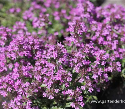Garten-Thymian 'Red Carpet'
