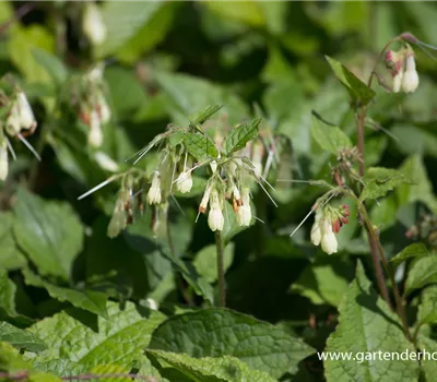 Kleiner Kaukasus-Beinwell