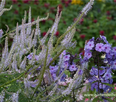 Garten-Kandelaberehrenpreis 'Lavendelturm'