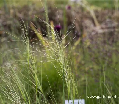 Haar-Federgras