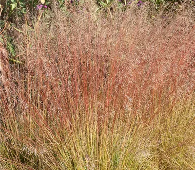 Verschiedenschuppiges Tropfengras