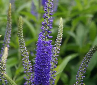 Wiesen-Ehrenpreis Wiesen-Ehrenpreis