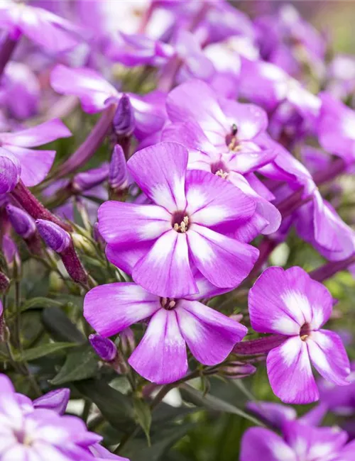 Flammenblumen lassen Ihren Garten in Farben baden