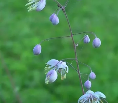 Delavays Wiesenraute