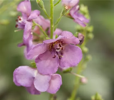 Garten-Purpur-Königskerze 'Violetta'