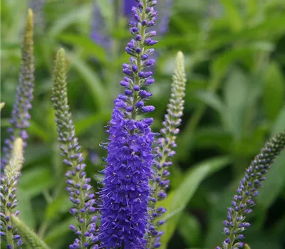 Langblättriger Garten-Ehrenpreis 'Blauriesin' Langblättriger Garten-Ehrenpreis 'Blauriesin'