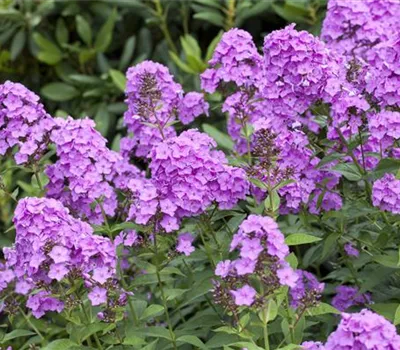 Phlox paniculata