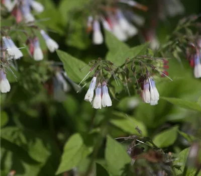 Garten-Beinwell 'Hidcote Blue'