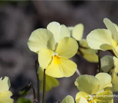 Horn-Veilchen Horn-Veilchen