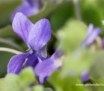 Garten-Duft-Veilchen 'Königin Charlotte' Garten-Duft-Veilchen 'Königin Charlotte'