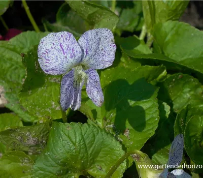 Garten-Pfingst-Veilchen 'Freckles' Garten-Pfingst-Veilchen 'Freckles'