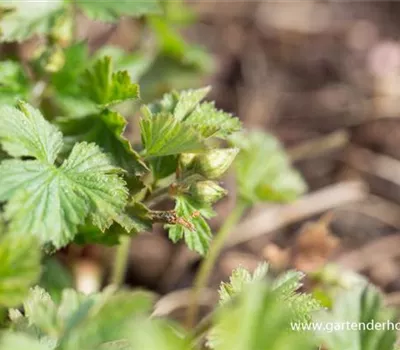Nelkenwurzähnliche Waldsteinie
