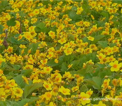 Dreiblättrige Waldsteinie