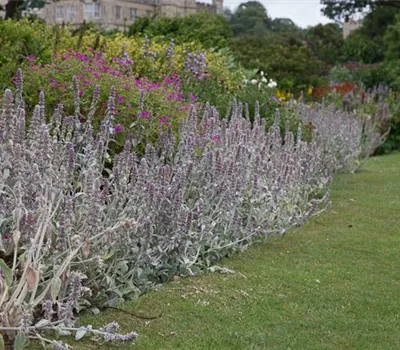 Byzantinischer Woll-Ziest