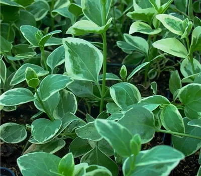 Großblättriges Immergrün