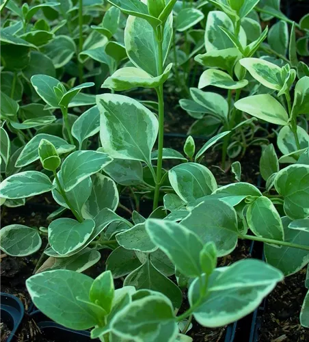 Großblättriges Immergrün Großblättriges Immergrün