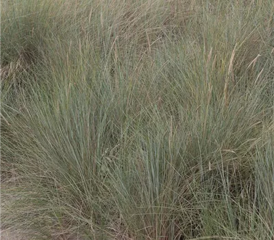 Gewöhnlicher Strandhafer Gewöhnlicher Strandhafer