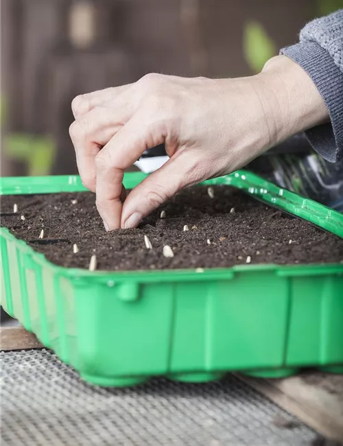 Minigewächshauser herstellen