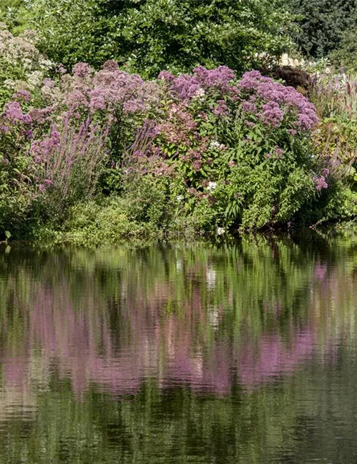 Natürliche Algenbekämpfung im Teich