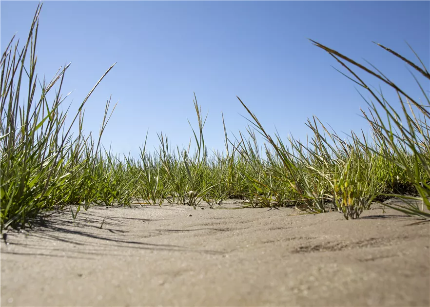 Gewhnlicher Strandhafer