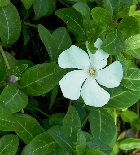 Kleines Garten-Immergrün 'Alba' Kleines Garten-Immergrün 'Alba'
