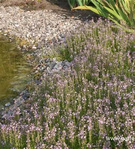 Ehrenpreis 'Kentish Pink' Ehrenpreis 'Kentish Pink'