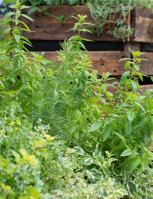 Der Kräutergarten im Mai