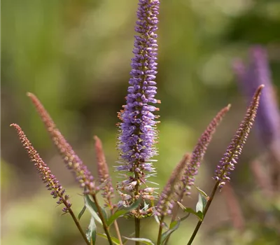 Garten-Kandelaberehrenpreis 'Cupid'