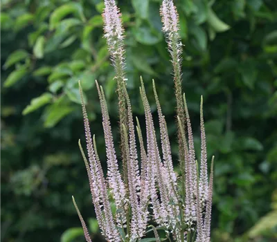 Kandelaber-Ehrenpreis 'Erika'