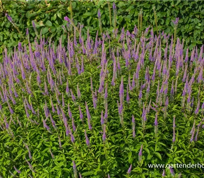 Garten-Kandelaberehrenpreis 'Fascination'