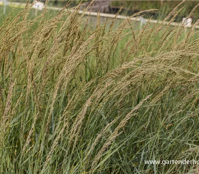 Amerikanischer Strandhafer Amerikanischer Strandhafer